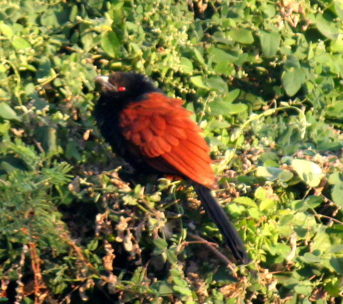 Greater Coucal - ML84312601