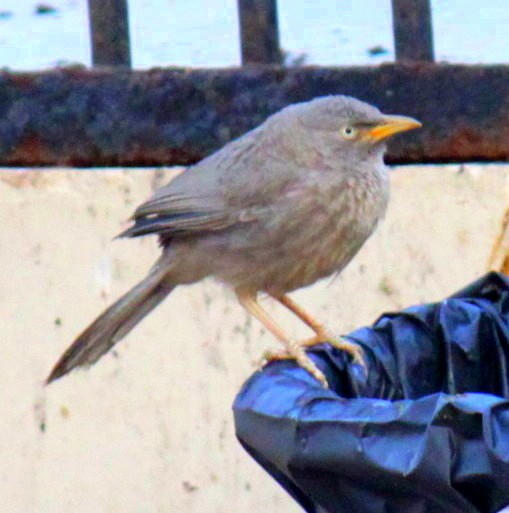 Jungle Babbler - ML84312831