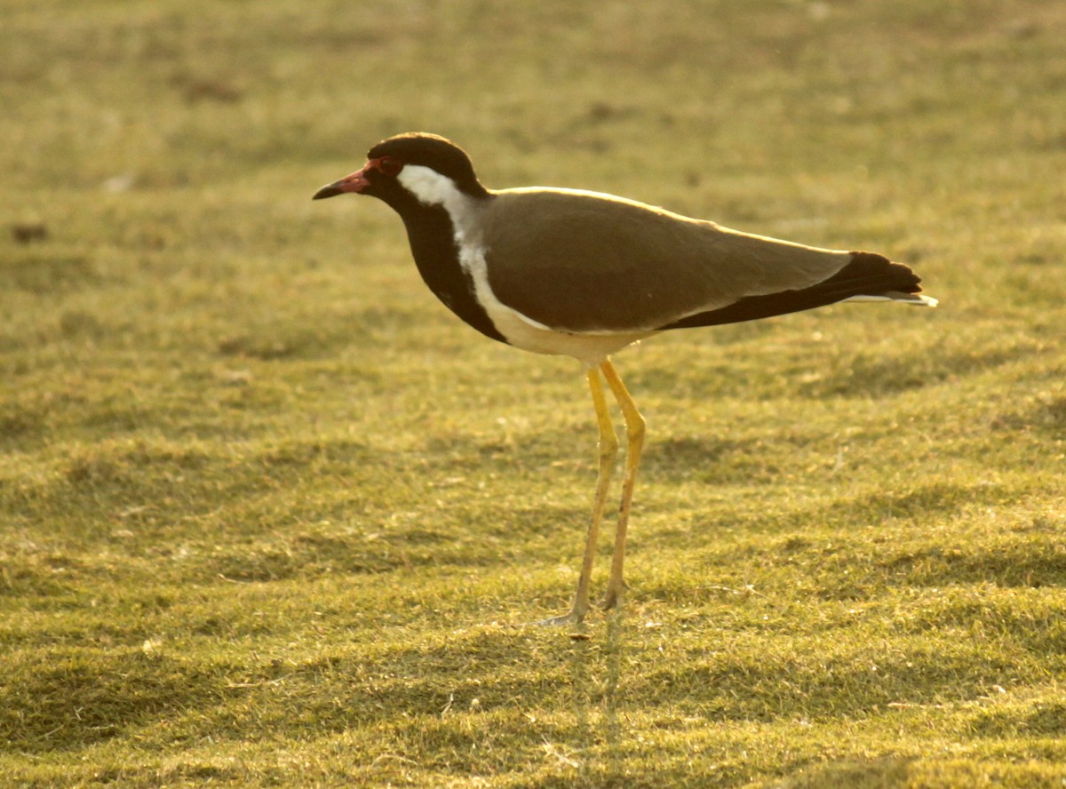 Red-wattled Lapwing - ML84312921