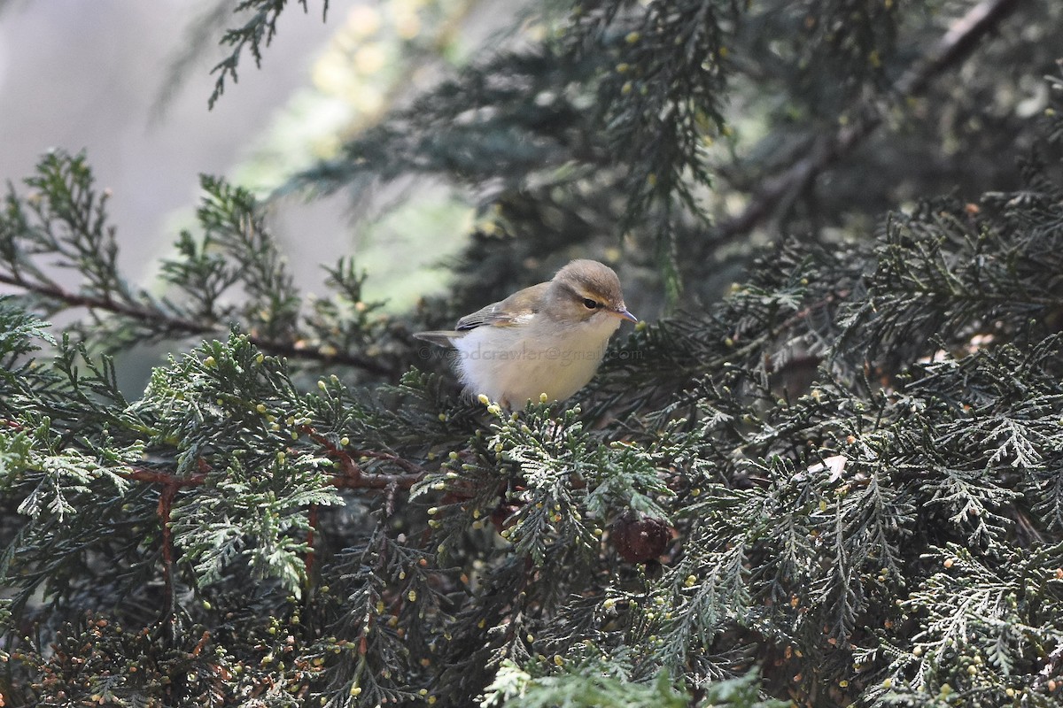 Greenish Warbler - Rajesh Radhakrishnan
