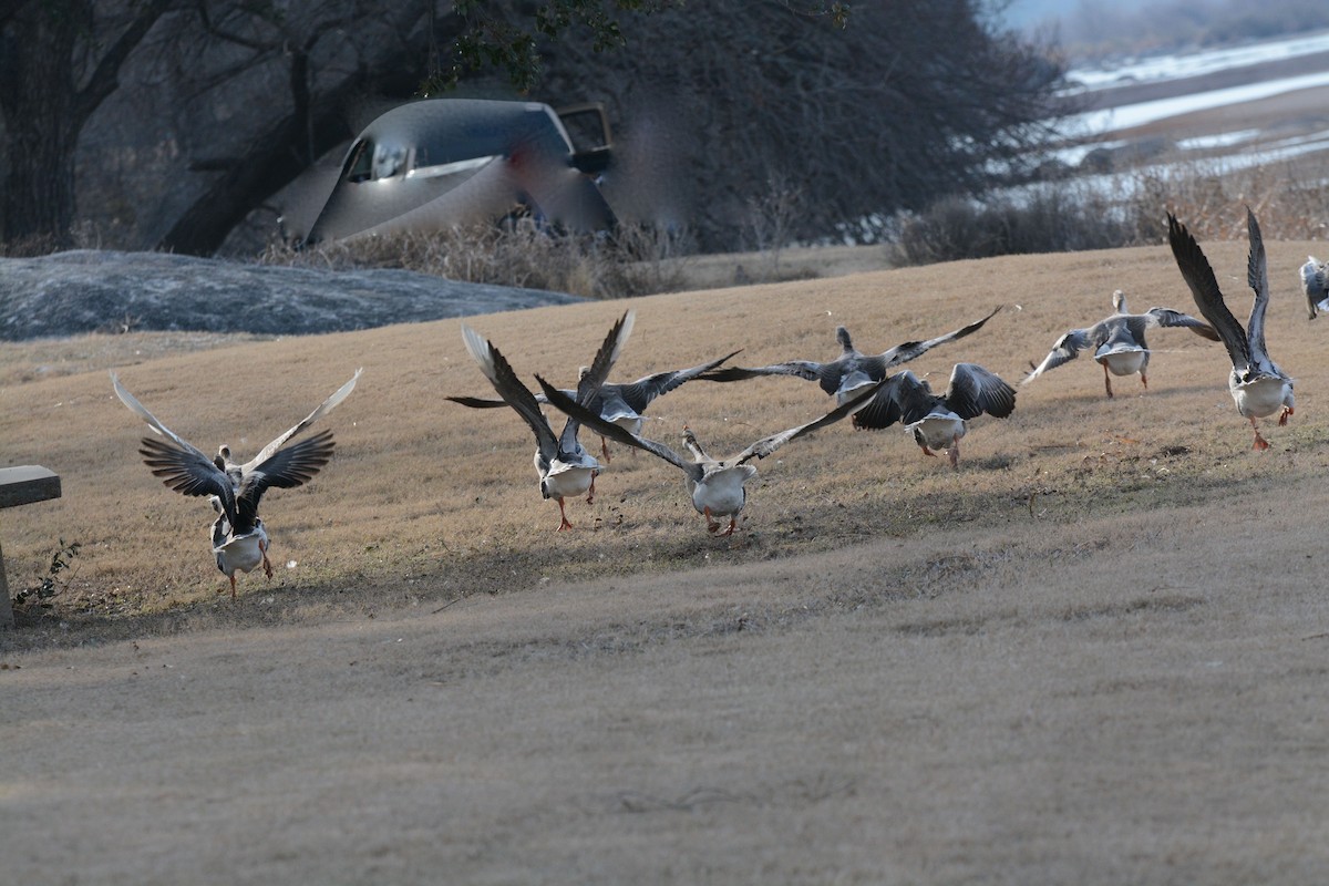 Domestic goose sp. (Domestic type) - ML84314071