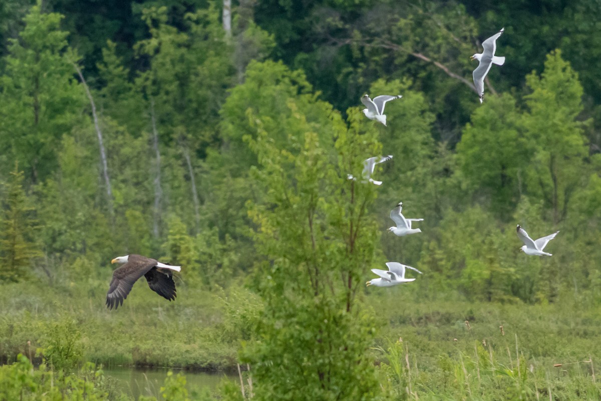 Bald Eagle - ML84320241