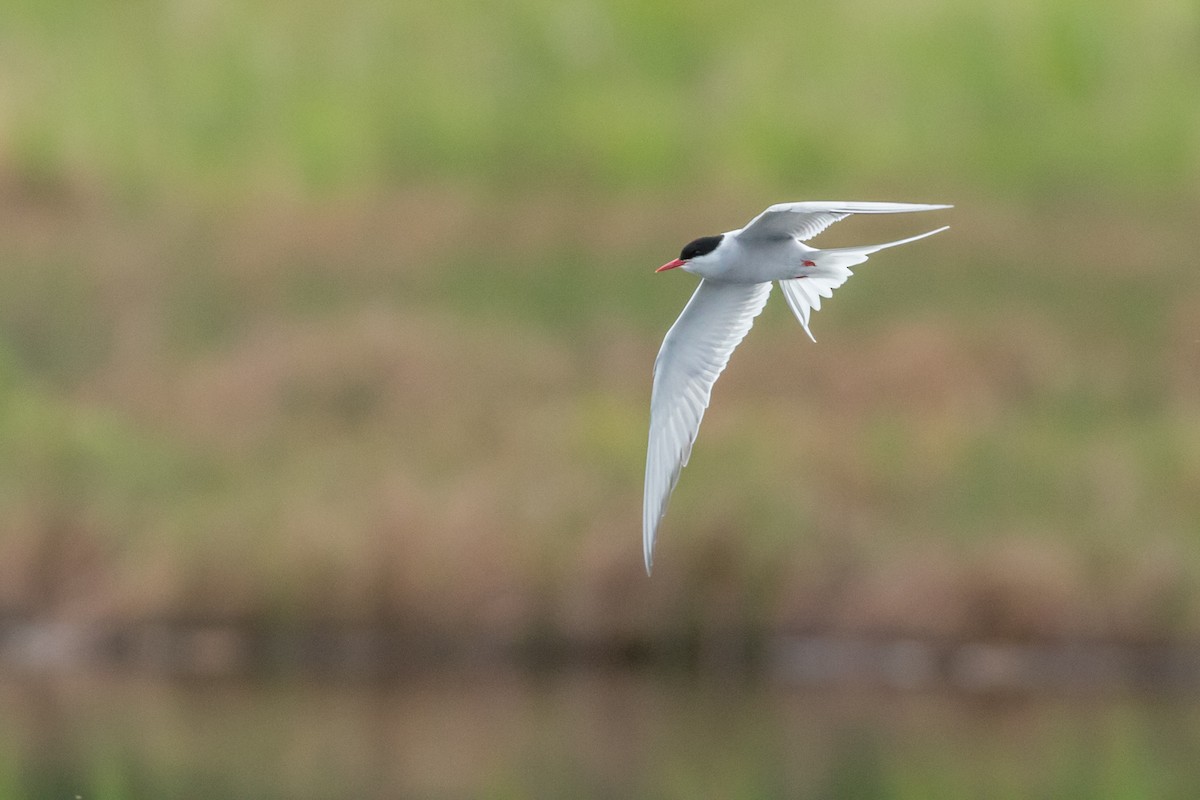 Arctic Tern - ML84320251