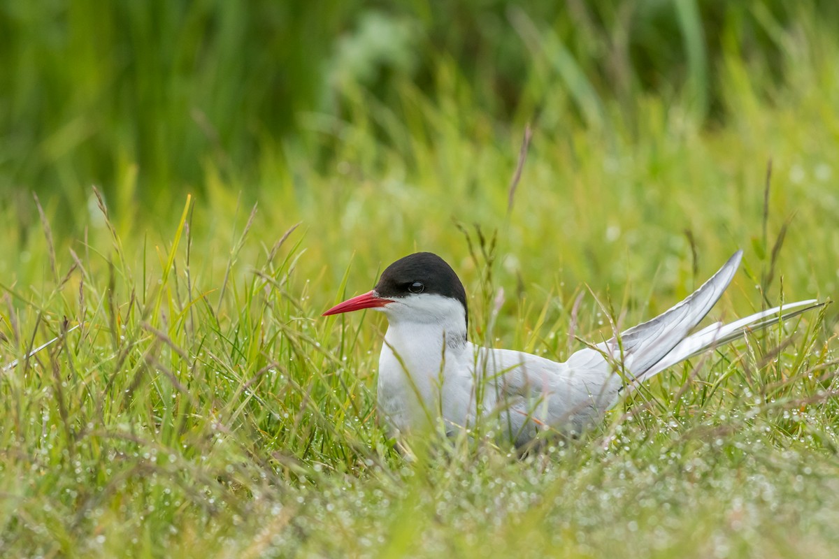 Arctic Tern - ML84320281