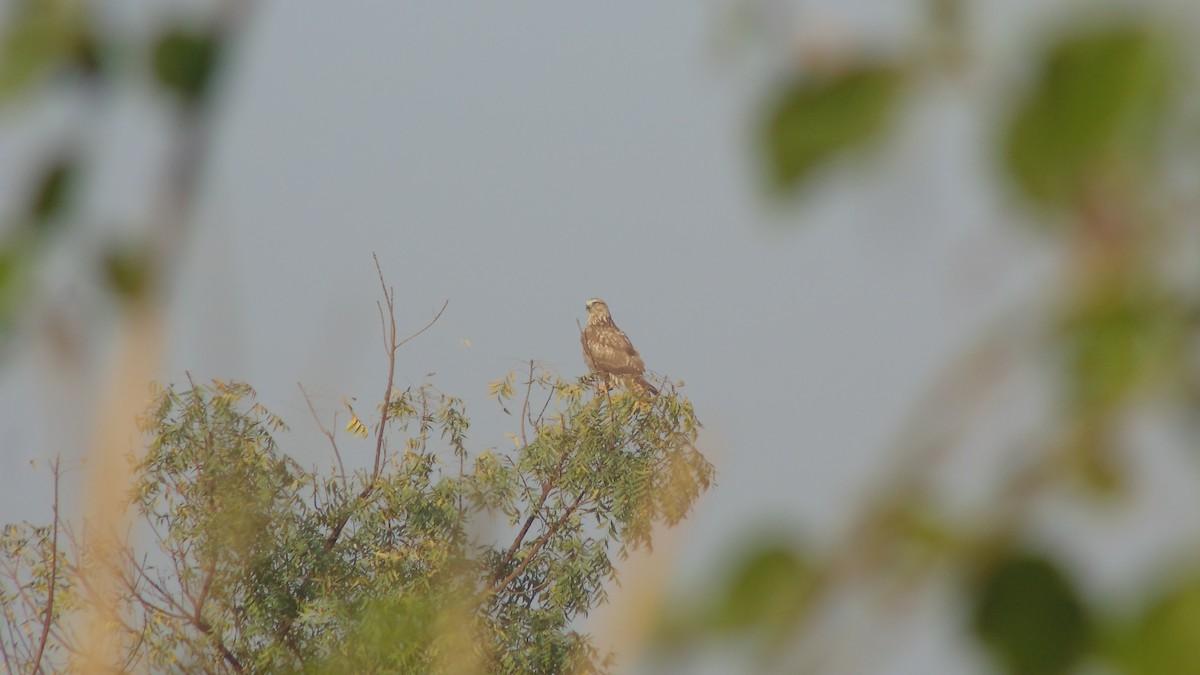 White-eyed Buzzard - ML84321931