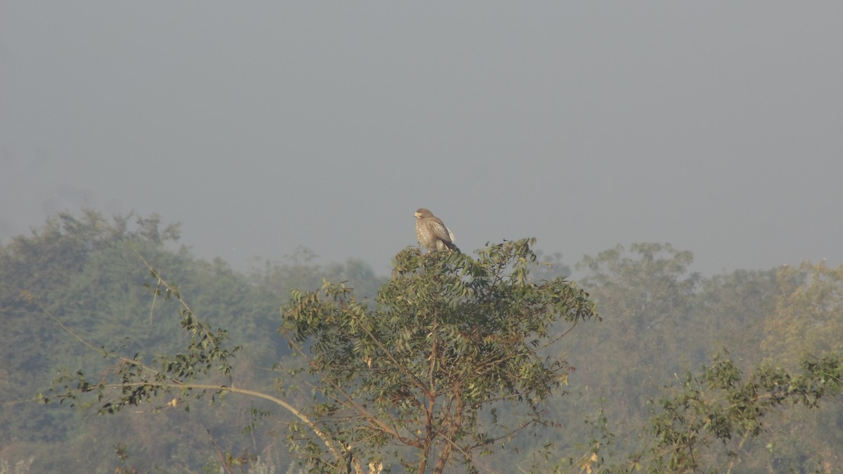 White-eyed Buzzard - ML84321971