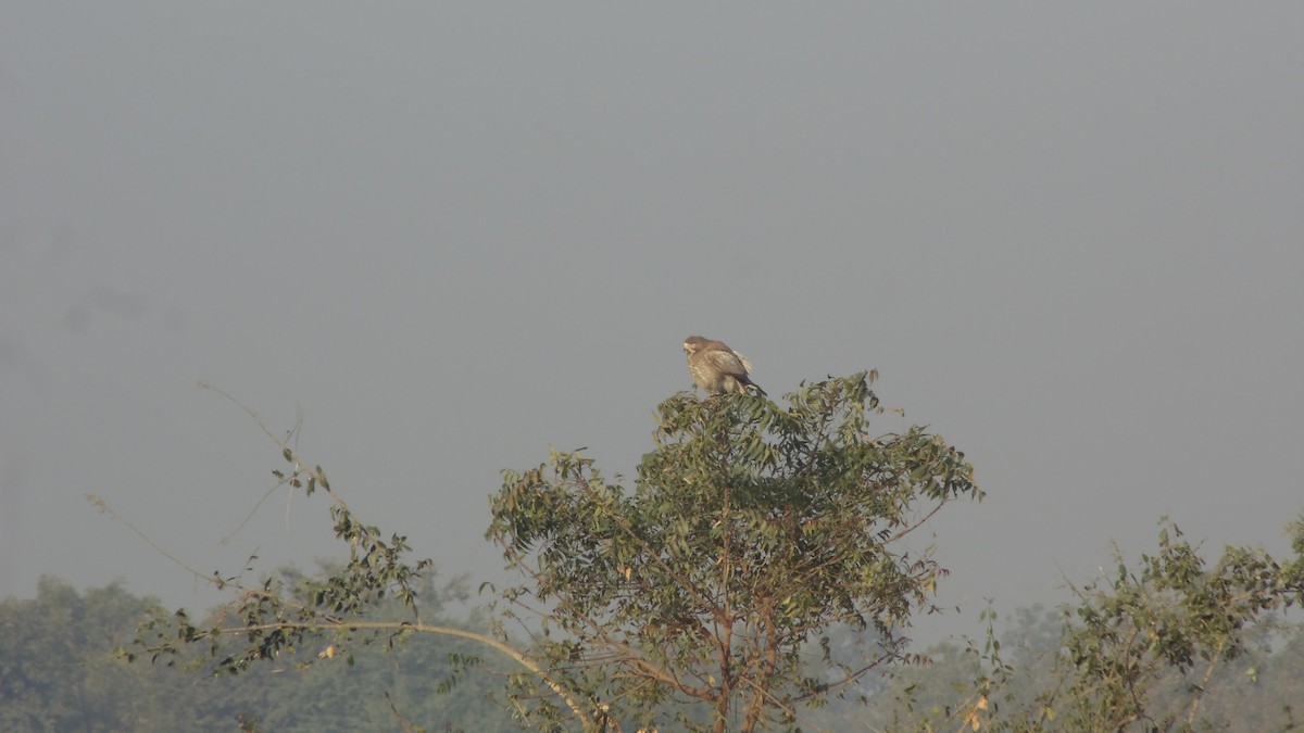 White-eyed Buzzard - ML84322051