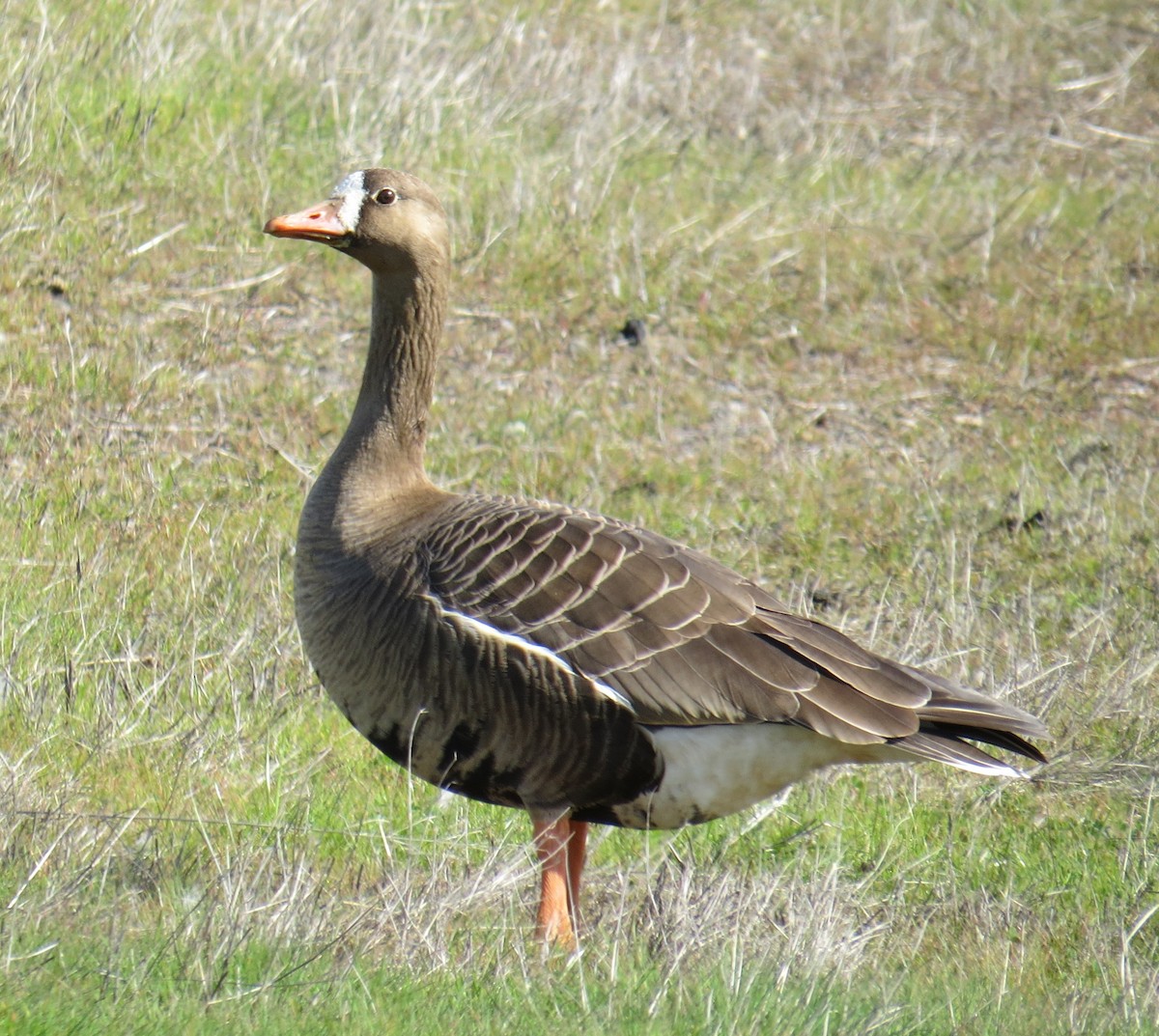 Greater White-fronted Goose - Chris O'Connell