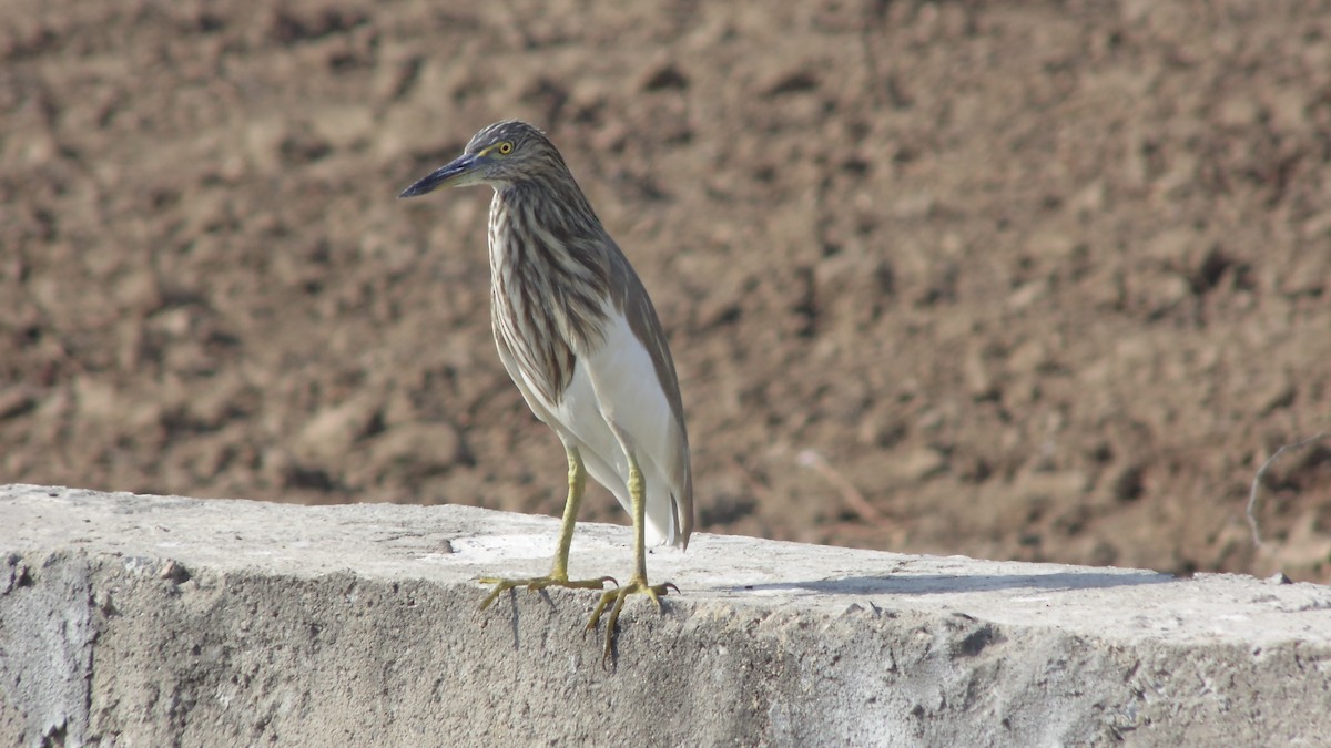 Crabier de Gray - ML84322291