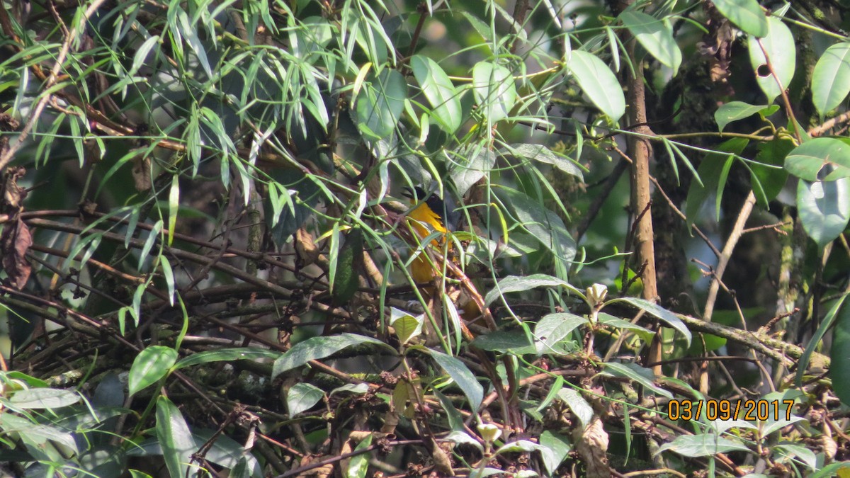 Many-colored Bushshrike - ML84322571