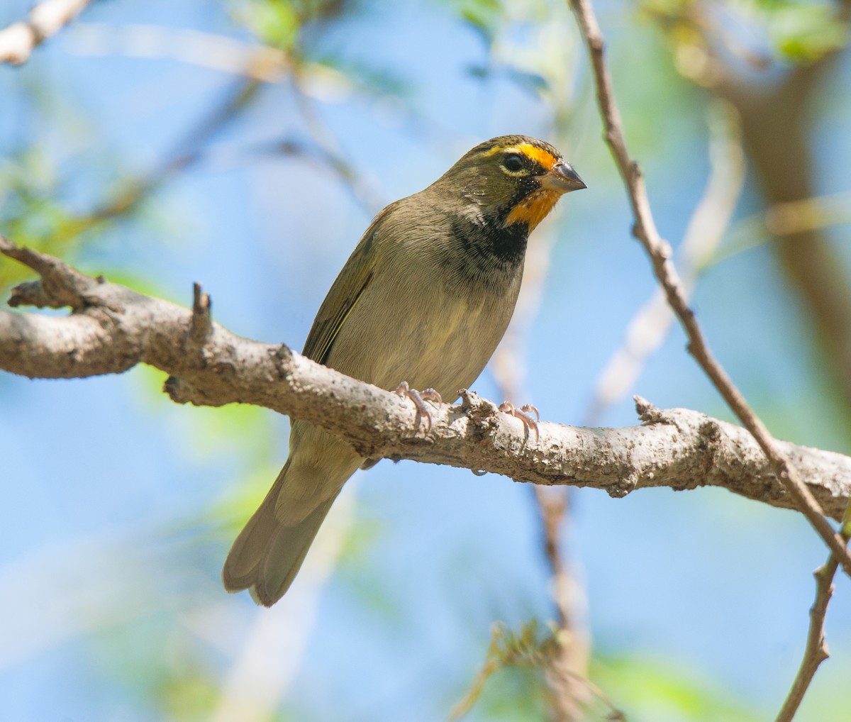 Yellow-faced Grassquit - Wayne Fidler