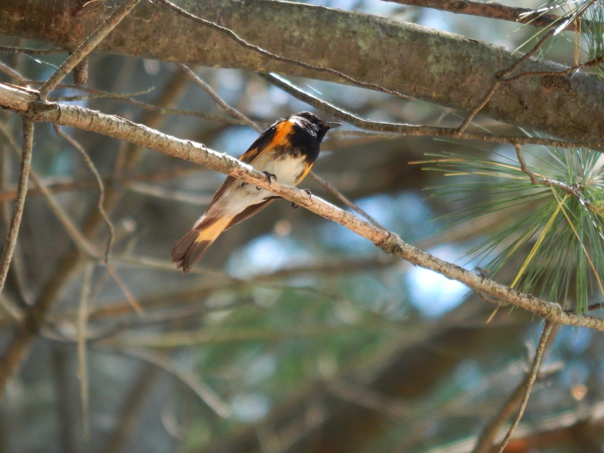 American Redstart - ML84323331