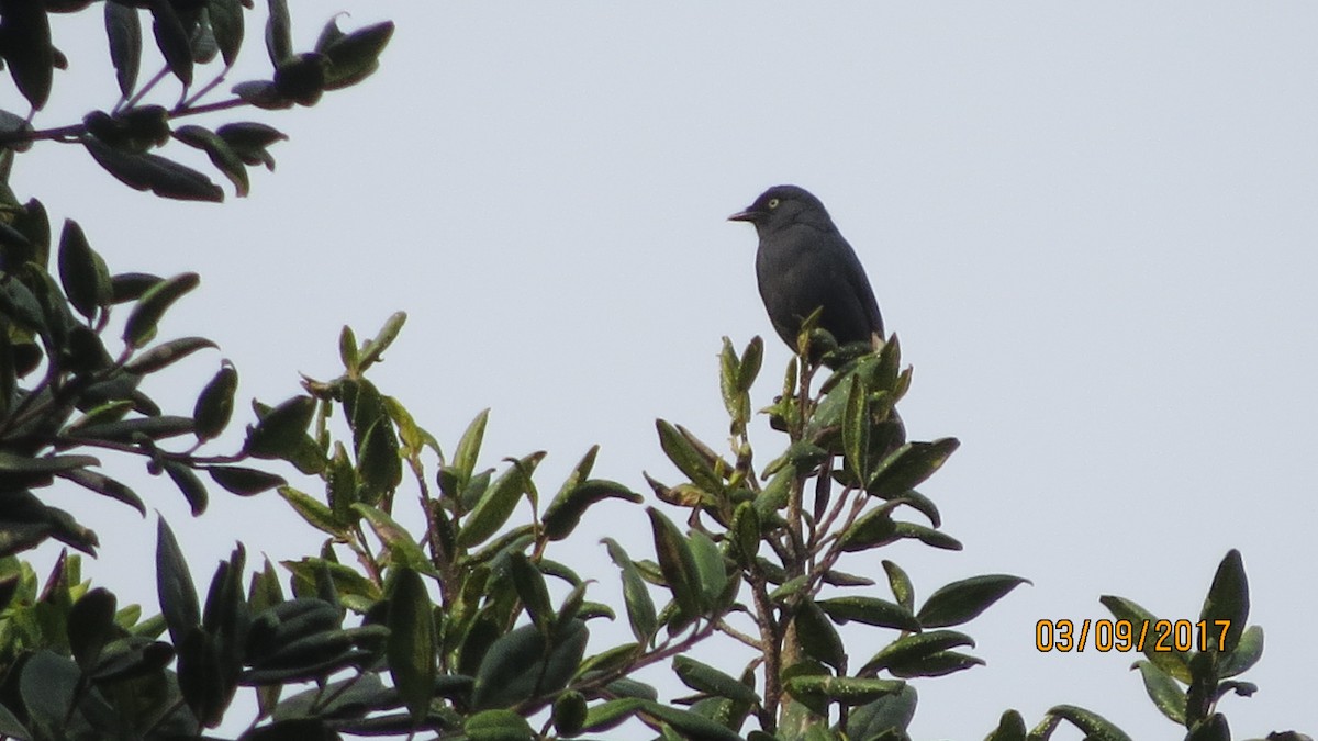 Yellow-eyed Black-Flycatcher - ML84323671