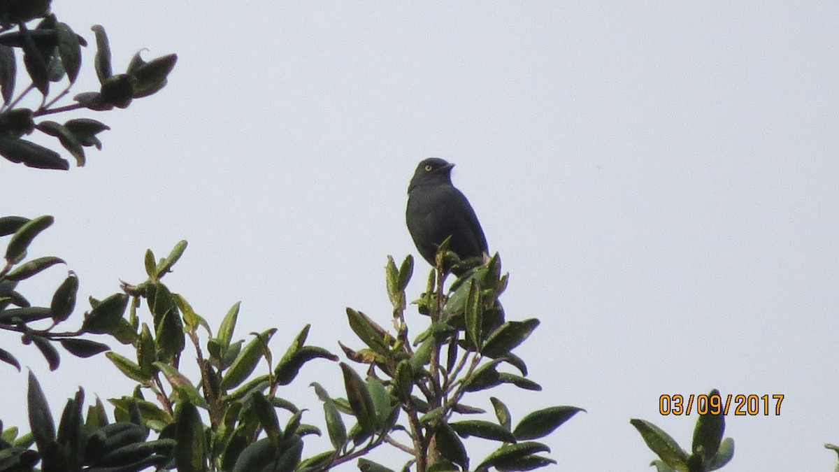 Yellow-eyed Black-Flycatcher - ML84323861