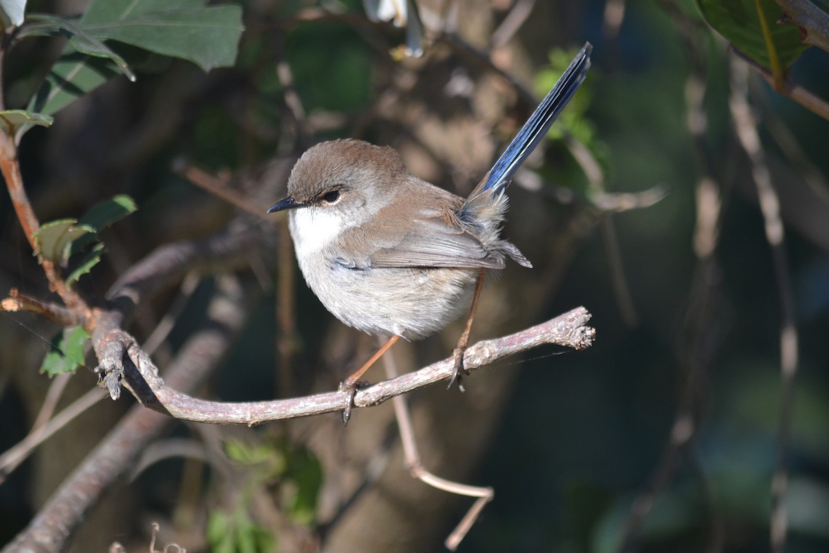 Superb Fairywren - ML84324211