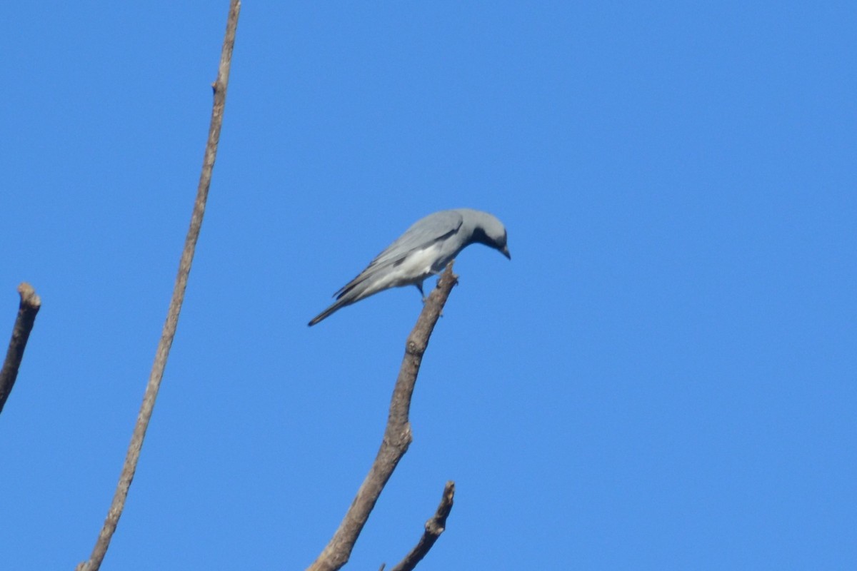 Black-faced Cuckooshrike - ML84324501