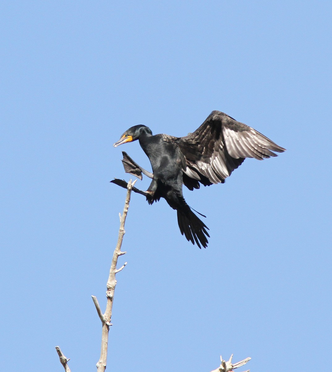 Cormoran à aigrettes - ML84324821