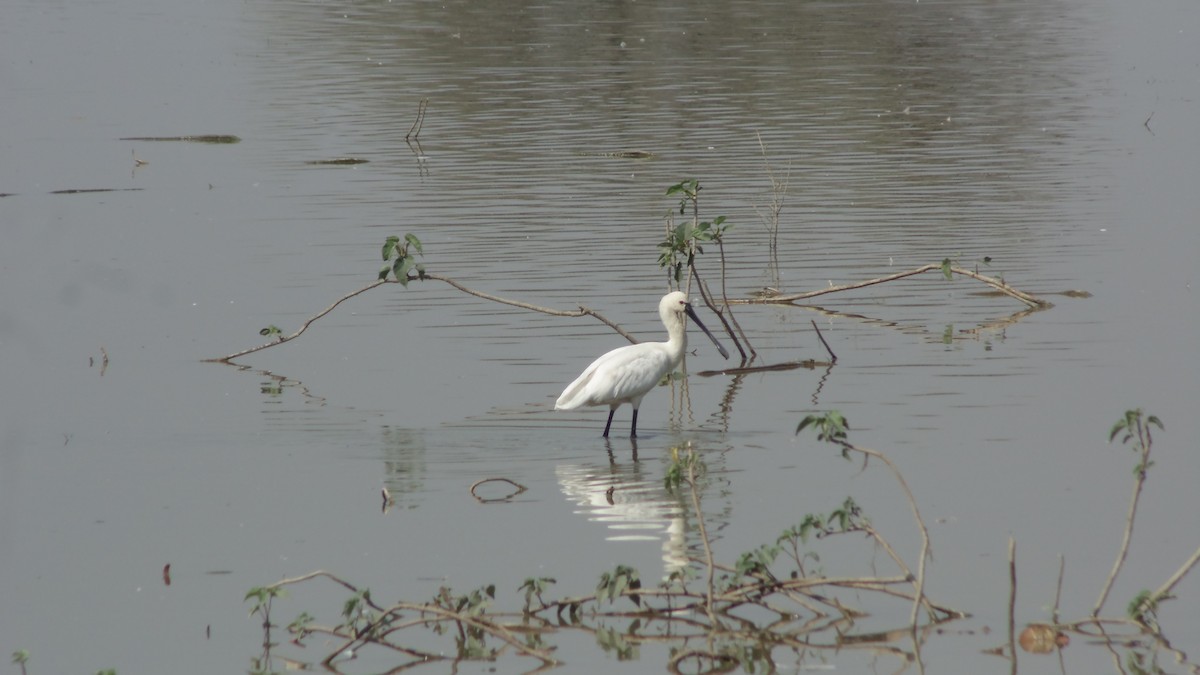 Eurasian Spoonbill - ML84325091