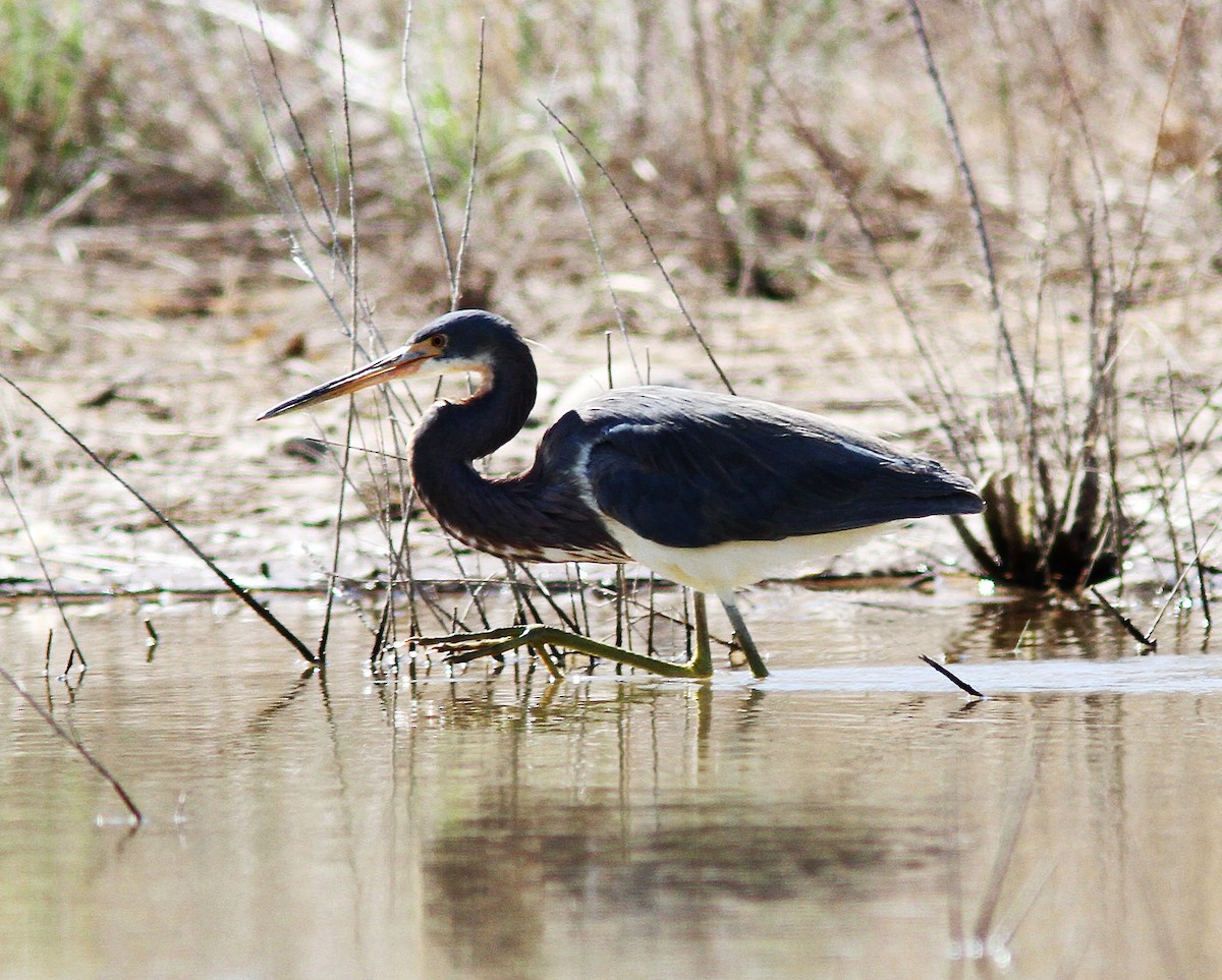 Tricolored Heron - ML84325201