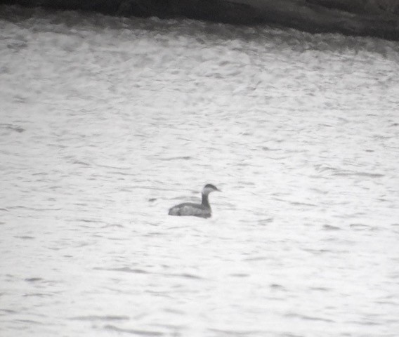 Horned Grebe - ML84325231