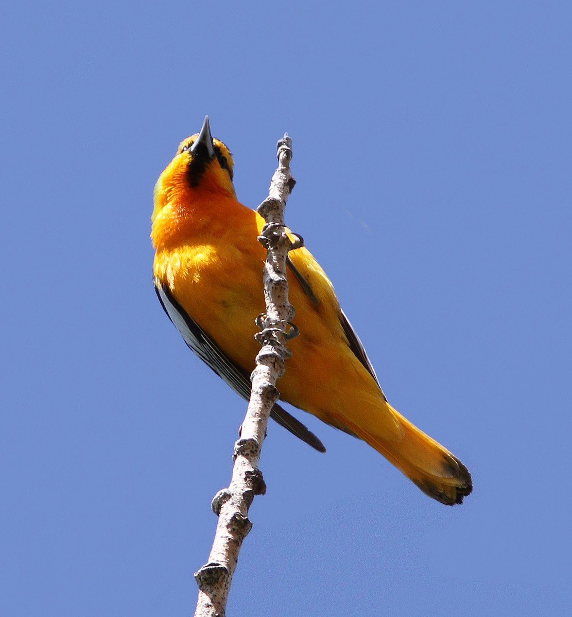 Bullock's Oriole - ML84325361