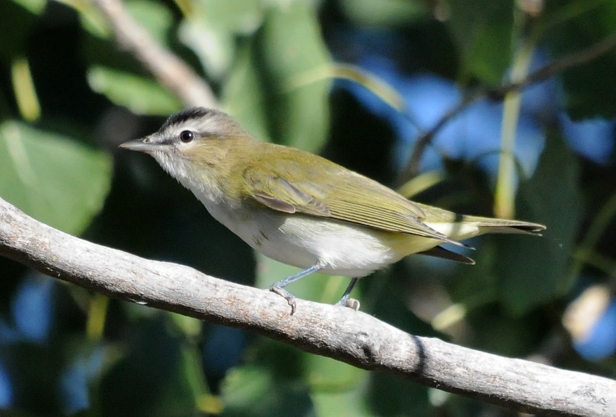 Kızıl Gözlü Vireo - ML84325611