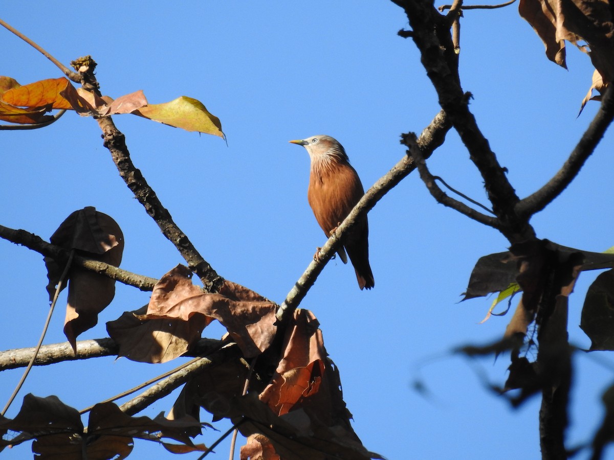 Chestnut-tailed Starling - ML84326311