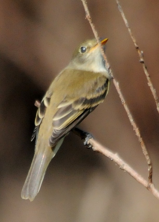 Alder Flycatcher - ML84327641