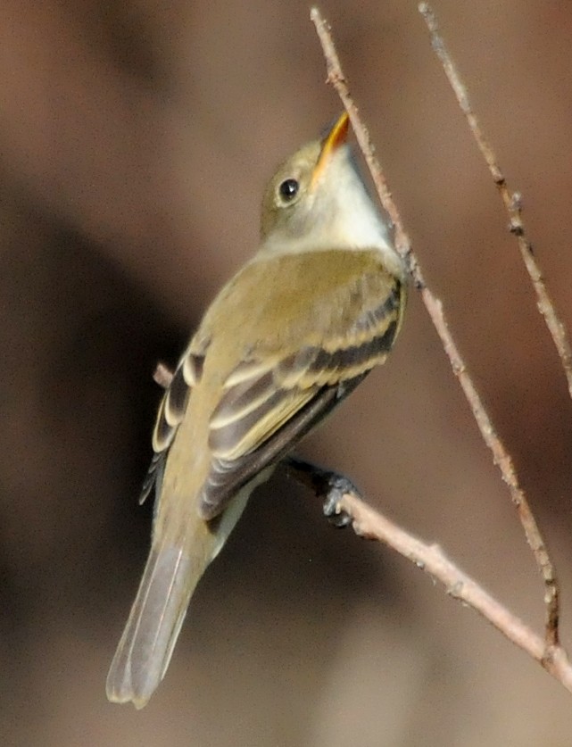 Alder Flycatcher - ML84327651