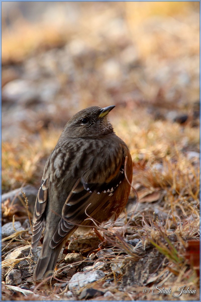 Alpine Accentor - ML84328341