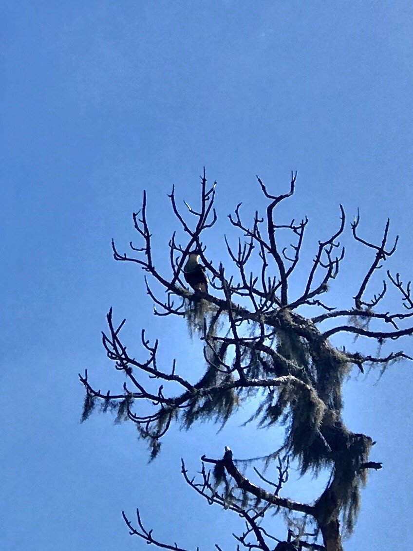 Crested Caracara (Northern) - ML84328391