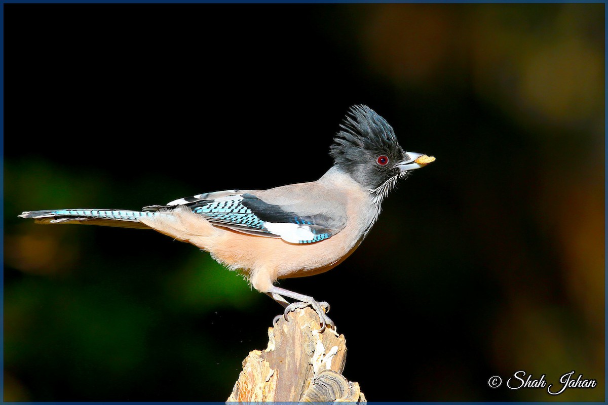 Black-headed Jay - ML84328441
