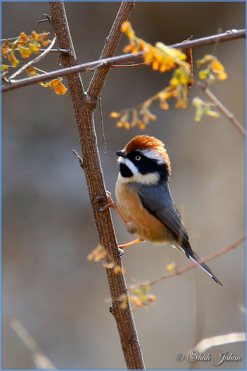 Black-throated Tit - ML84328521
