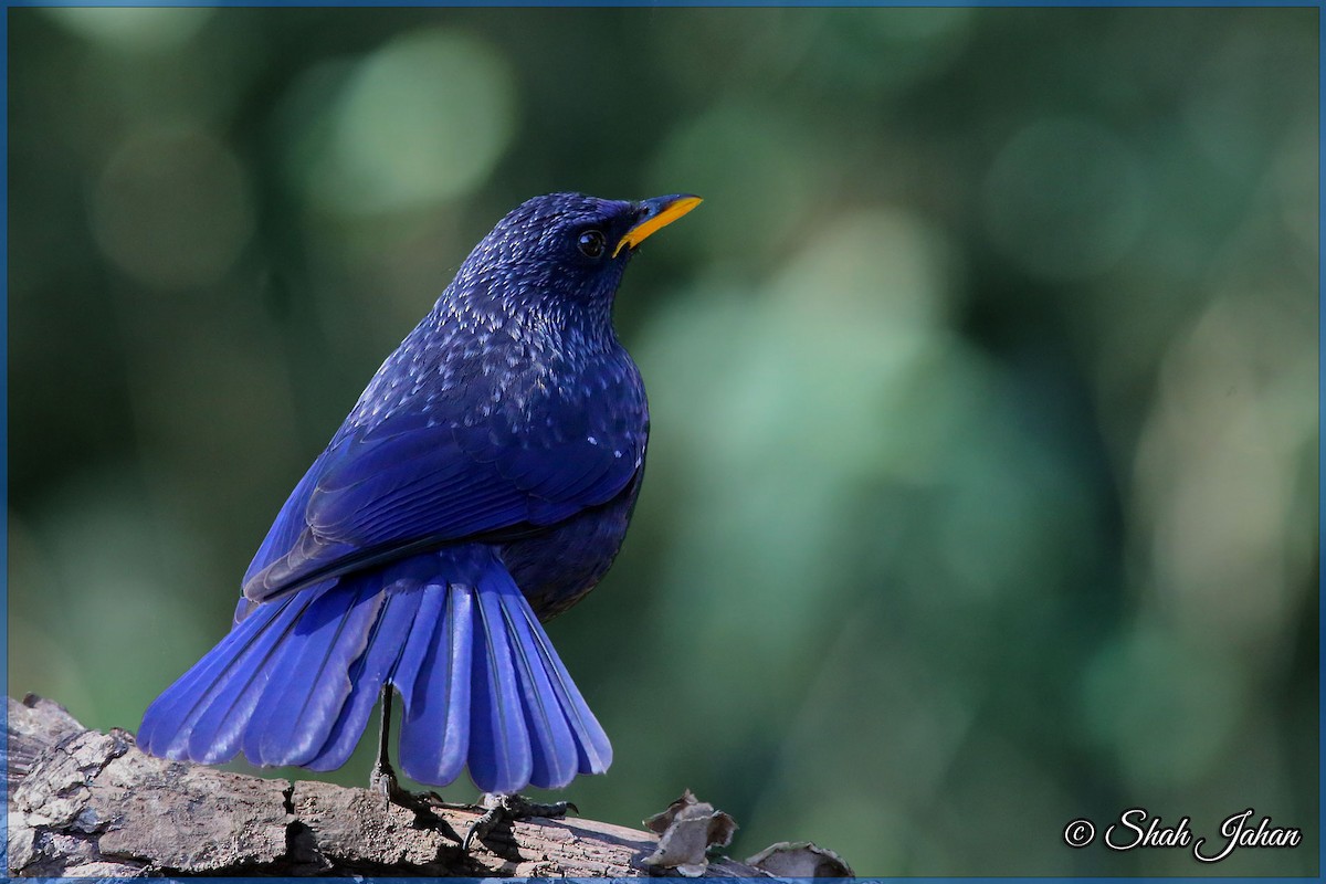 Blue Whistling-Thrush - ML84328641