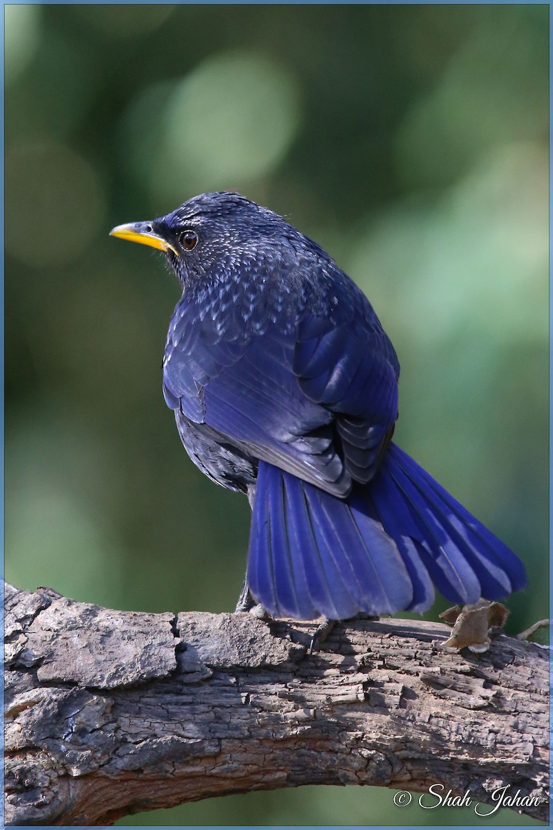 Blue Whistling-Thrush - ML84328651