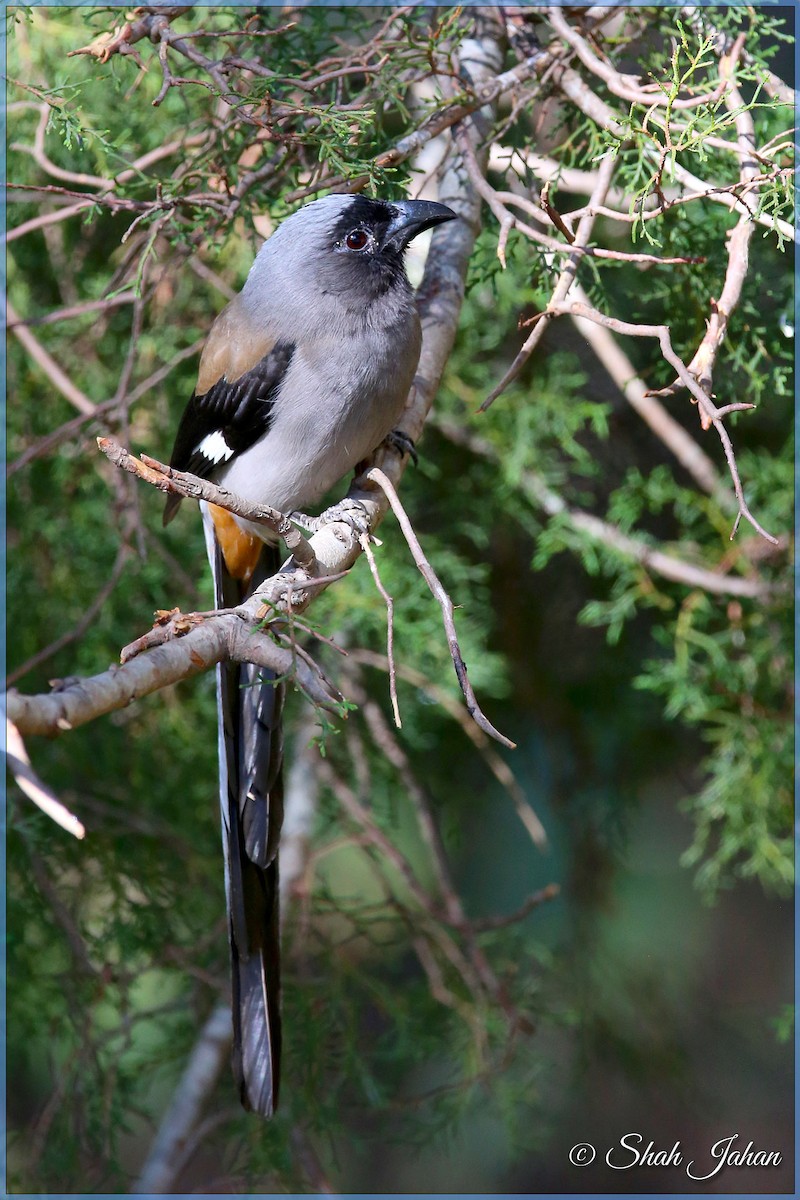 Gray Treepie - ML84328741