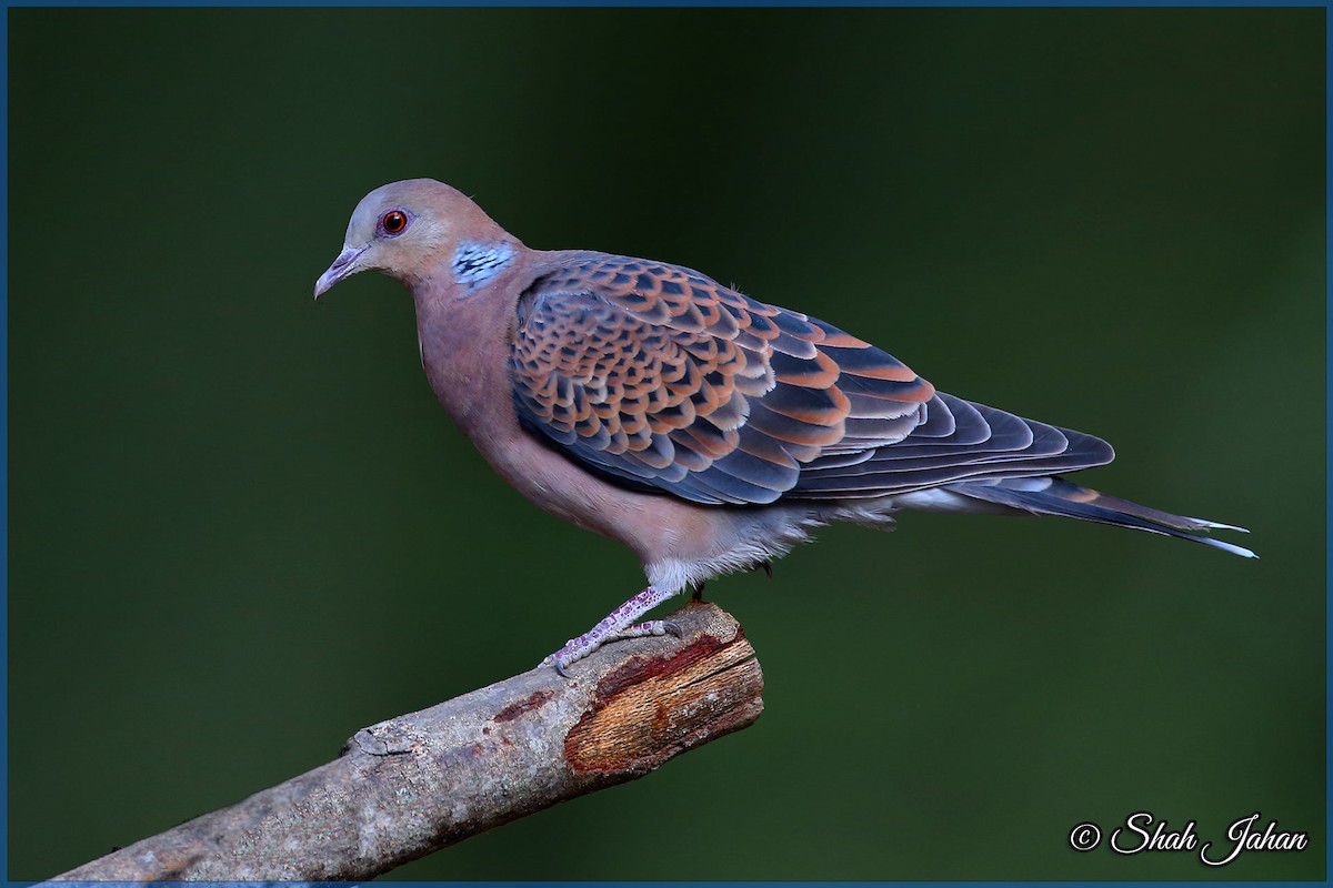 Oriental Turtle-Dove - ML84328811
