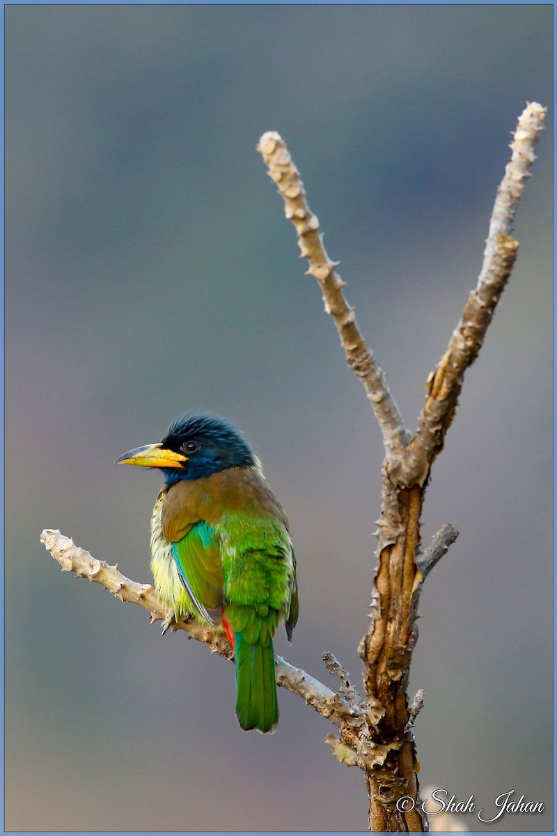 Great Barbet - ML84329251