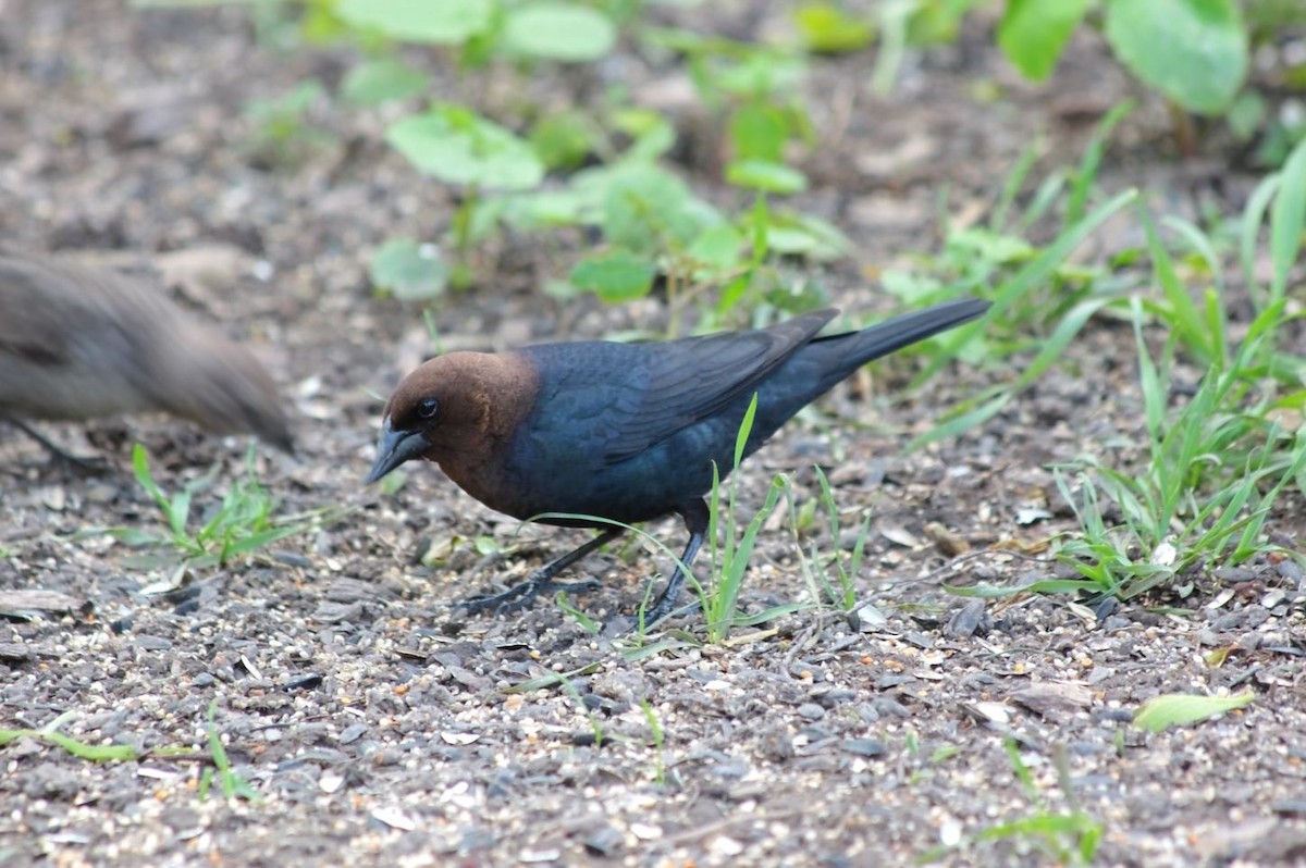 Brown-headed Cowbird - ML84329951