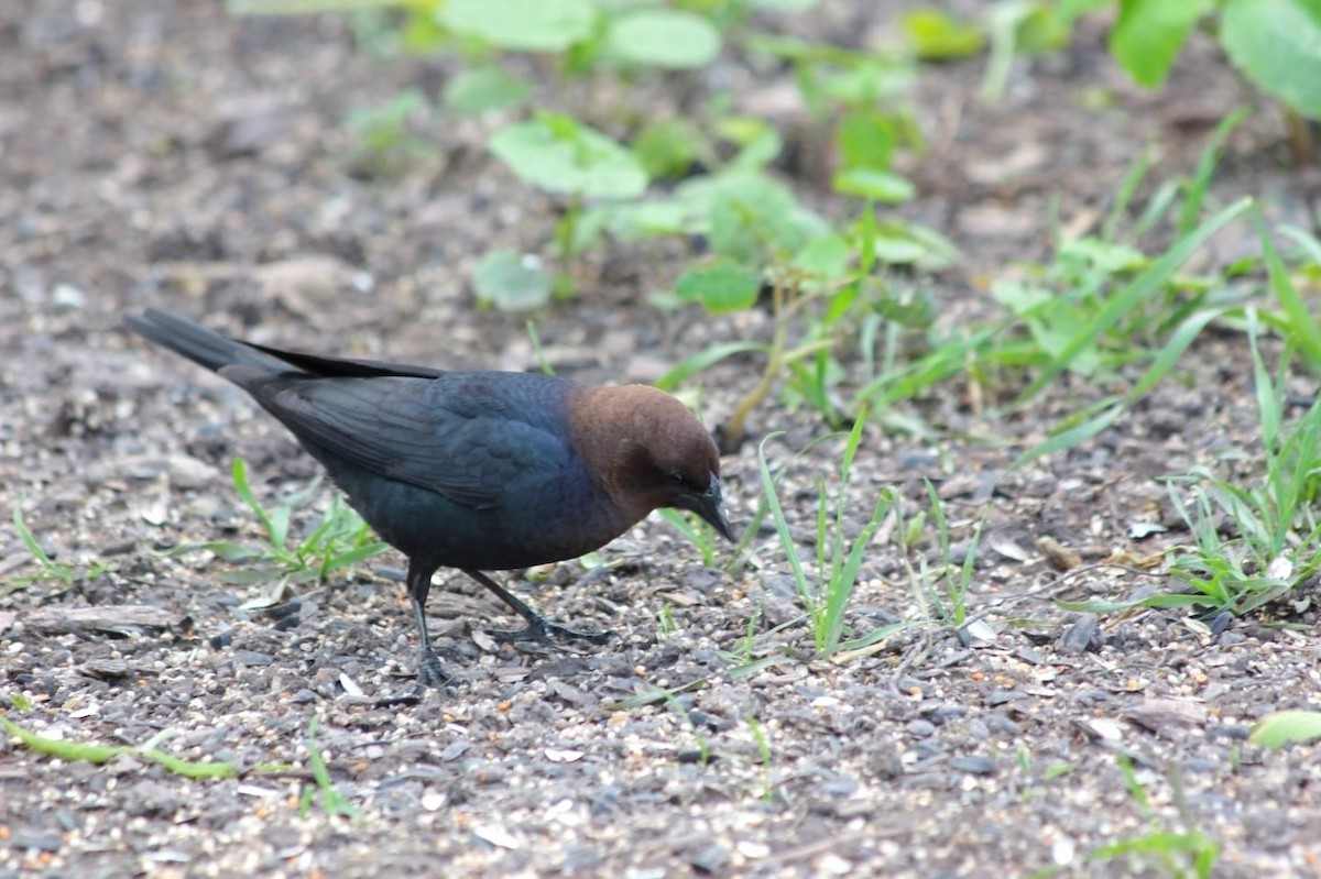 Brown-headed Cowbird - ML84329961