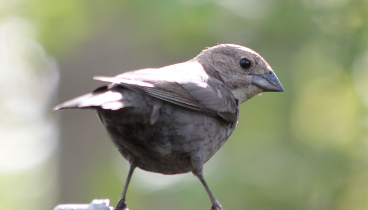 Brown-headed Cowbird - ML84329971