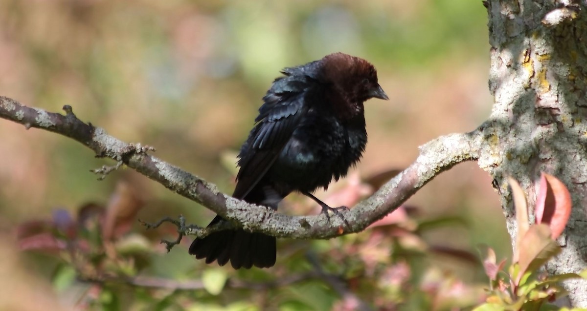 Brown-headed Cowbird - 🦅 ꙅɒᴎoɔiʜƆ ʏɔɒɿT 🦃