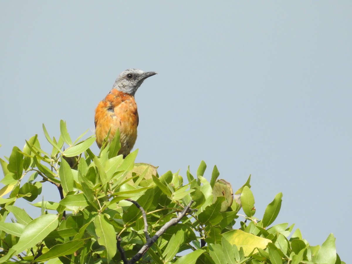 Miombo Rock-Thrush - Nick Hudson