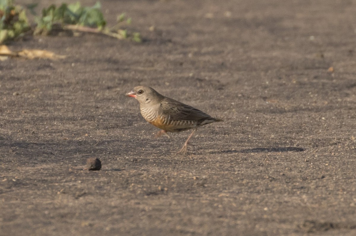 Estrilda Codorniz (de pico rojo) - ML84330541