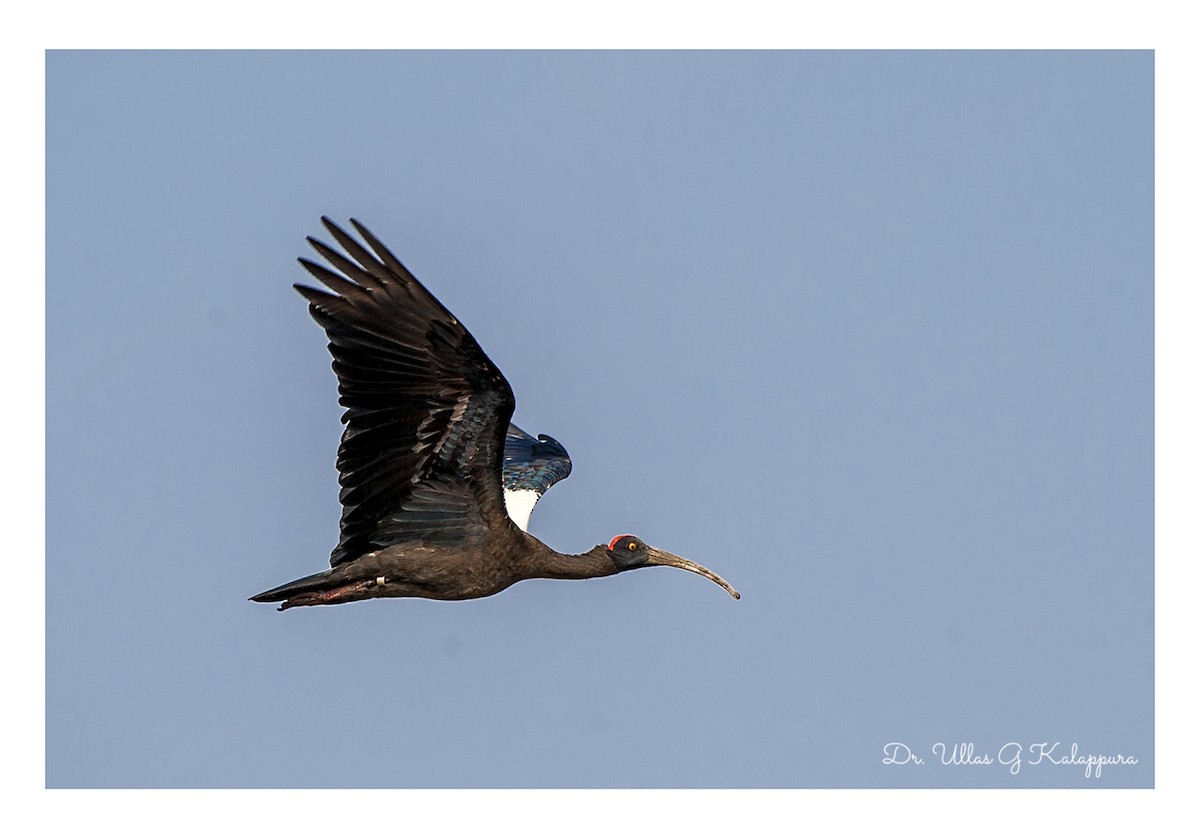 ibis bradavičnatý - ML84330621