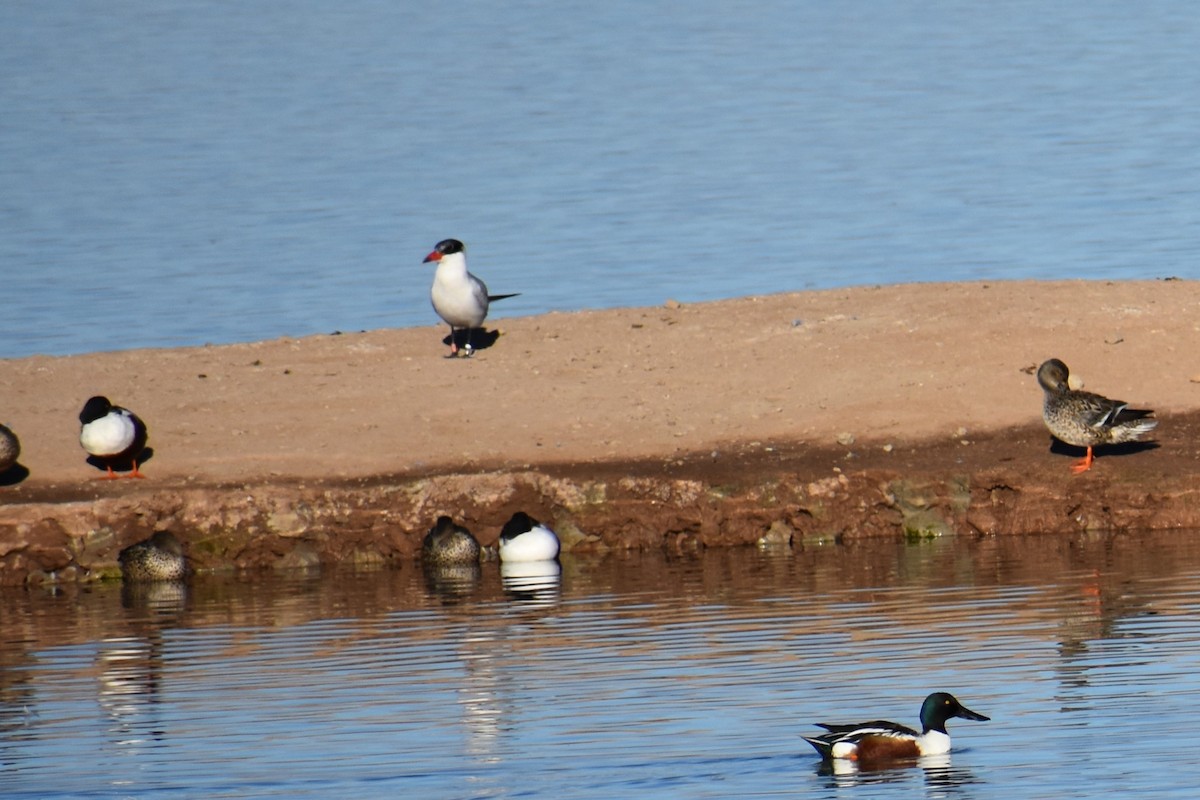 Caspian Tern - ML84332631