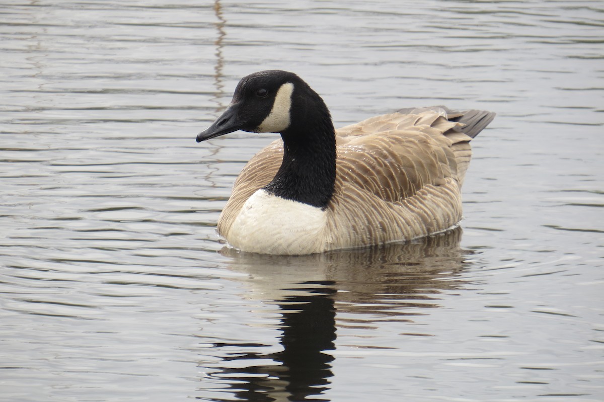 Canada Goose - Lindsey Duval