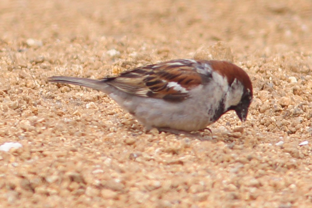 House Sparrow - ML84336191