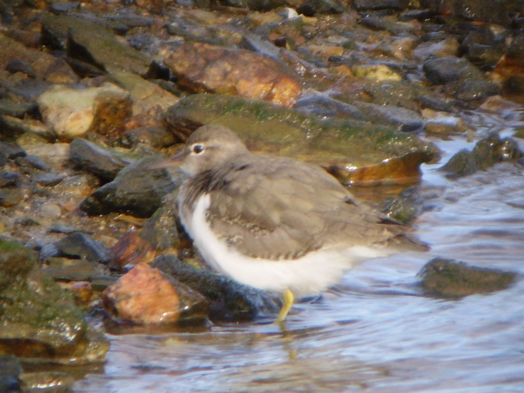 Spotted Sandpiper - ML84336751