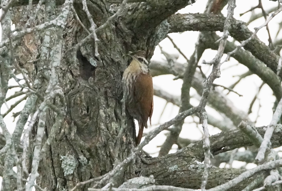 Narrow-billed Woodcreeper - Nancy Cox